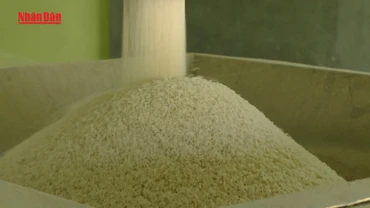 [Video] VCCI đề xuất bỏ một số quy định về kinh doanh xuất khẩu gạo