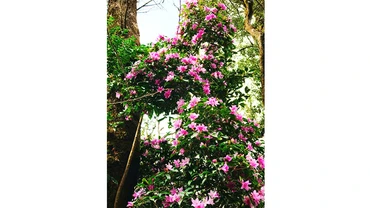 Mùa đỗ quyên trong mây