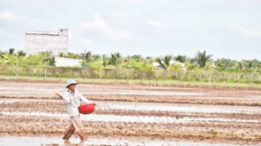 Nông dân Nguyễn Văn Quý, xã Thạnh Nhựt, huyện Gò Công Tây (Tiền Giang) xuống giống lúa hè thu 2024.