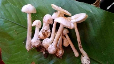 Loại nấm gây ngộ độc.