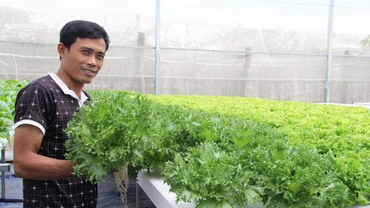 Anh Nguyễn Ngọc Phi tại vườn rau sạch được trồng theo kỹ thuật thủy canh trong nhà màng khép kín.
