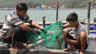 Người nuôi kiểm tra tôm hùm nuôi trong lồng bè vào mỗi buổi sáng.