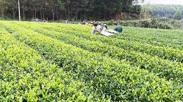 Nhóm hái chè đổi công tại bãi chè nhà chị Xuyên ở Đồng Hỷ, Thái Nguyên. 