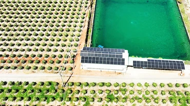 Điện mặt trời tại trang trại thanh long ở Bình Thuận. Ảnh: UNDP