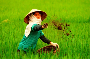 Nâng cao hiệu quả sản xuất từ sử dụng đúng phân bón