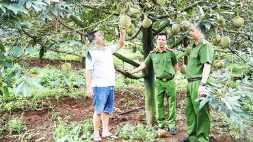 Công an huyện Krông Búk, tỉnh Đắk Lắk kiểm tra tình hình an ninh trật tự vào mùa thu hoạch sầu riêng.