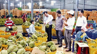 Lãnh đạo huyện Krông Pắc, tỉnh Đắk Lắk thăm và kiểm tra một doanh nghiệp thu mua sầu riêng xuất khẩu trên địa bàn.