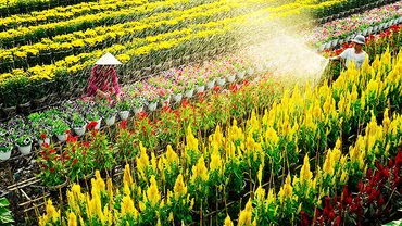 Về Sa Đéc mùa xuân