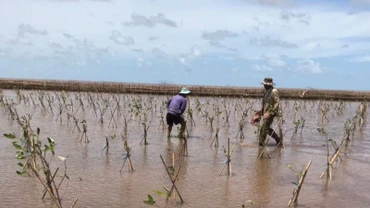 Cộng đồng có thể tự đo đếm sinh khối, đưa ra được hệ số quy đổi sinh khối tươi sang sinh khối khô của 3 loài bần, mắm, đước bằng các phương pháp khoa học tin cậy. 