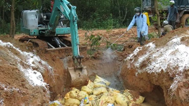 Lực lượng chức năng tỉnh Quảng Ngãi tổ chức tiêu hủy gia cầm mắc bệnh.