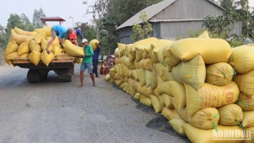 Nông dân An Giang thu hoạch lúa.