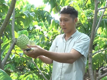 Mô hình na Thái ghép na bản địa cho hiệu quả kinh tế cao của nông dân Bùi Văn Lộc.