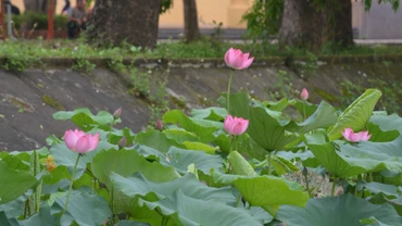 Hoa sen hội tụ các yếu tố vừa đời thường lại vừa cao quý.