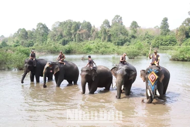 [Ảnh] Du lịch thân thiện với voi