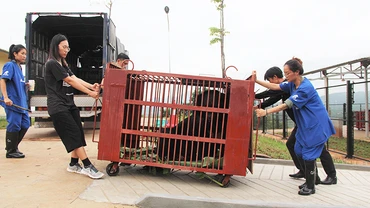 Nhân viên Trung tâm cứu hộ chuyển gấu vào khu theo dõi sức khỏe riêng.