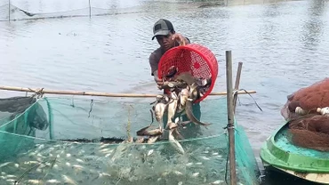 Người dân tỉnh Hậu Giang thu hoạch cá nuôi trong ruộng lúa.