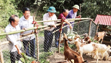 Mô hình chăn nuôi dê ở xóm Mỏ Chì, xã Cúc Đường, huyện Võ Nhai (tỉnh Thái Nguyên) mang lại hiệu quả kinh tế cao. (Ảnh CTV)