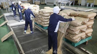 Gạo dự trữ của Chính phủ được chuyển tới nhà máy xay xát ở tỉnh Saitama, Nhật Bản, ngày 18/3/2025. Ảnh: Kyodo/TTXVN