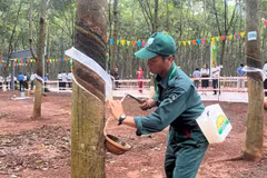 Công nhân thi khai thác mủ cao-su trên vườn cây tại nông trường Cẩm Đường Tổng Công ty Cao-su Đồng Nai.