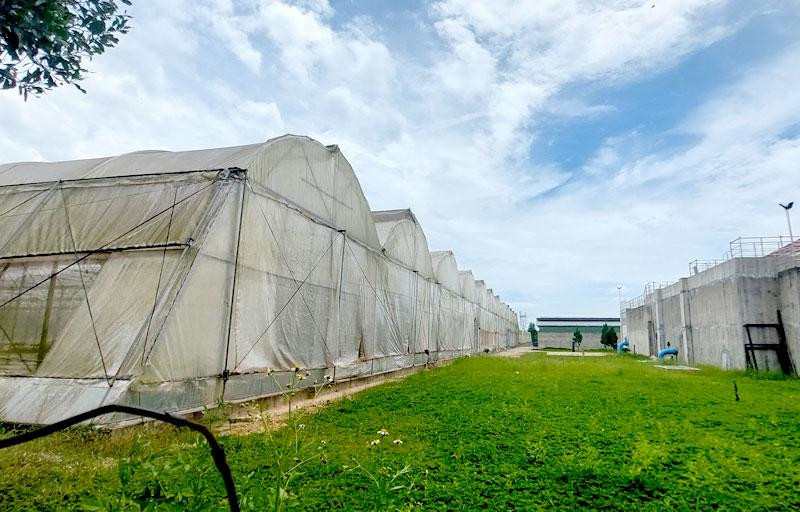 Dự án dưa lưới được công ty triển khai trên diện tích hơn 20.000m2 được tỉnh Thừa Thiên Huế cấp để xây dựng Nhà máy nước sạch Lộc An.