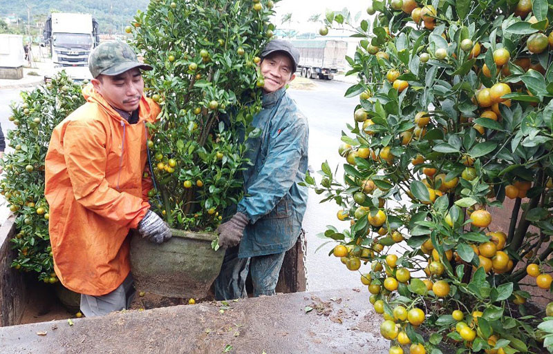 Các nhà vườn trồng quất ở phường 9 xuất vườn sớm, bán được giá, người trồng phấn khởi.