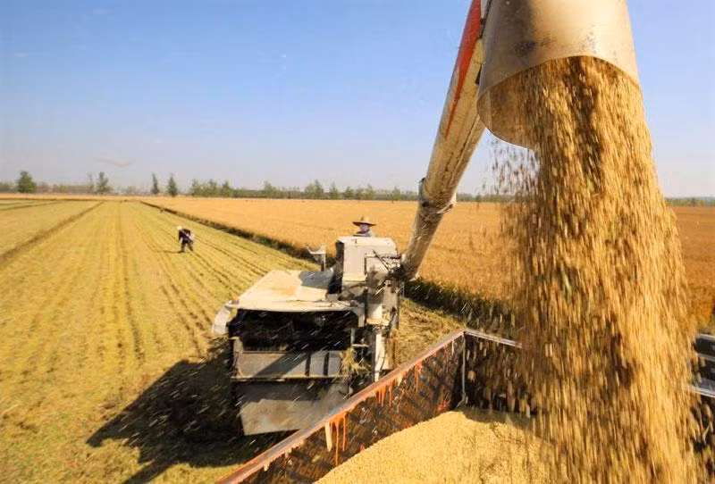 Thu hoạch lúa ở tỉnh Sơn Đông, Trung Quốc. (Ảnh: Tân Hoa Xã)