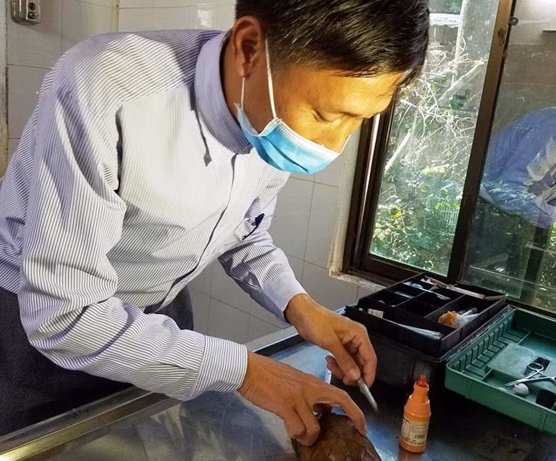 Bác sĩ thú y của Trung tâm chăm sóc rùa Sa Nhân bị bệnh.