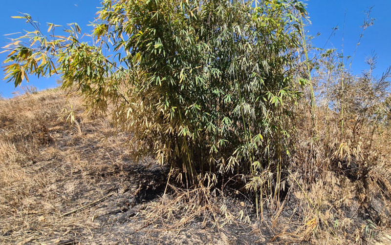 Tại hiện trường đốt rừng ghi nhận nhiều cây lồ ô tái sinh bị cháy khô, chết đứng, cây bụi đã bị cháy hoàn toàn.