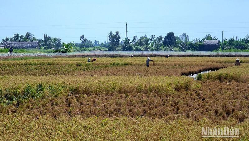  Vùng lúa-tôm Cà Mau đang bước vào thu hoạch rộ nhưng gặp khó về thời tiết và đầu ra.