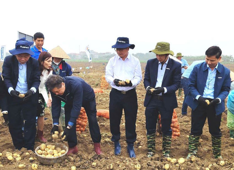 Ông Nguyễn Đỗ Anh Tuấn và ông Lê Quốc Thanh cùng lãnh đạo PesciCo Foods Việt Nam, Syngenta Việt Nam tham gia Ngày hội thu hoạch khoai tây cùng bà con nông dân tại Trung tâm học thuật PepsiCo (huyện Quế Võ, Bắc Ninh).