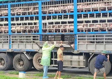 Cơ quan chức năng đã tiêu hủy ngay trong đêm 190 con lợn bị dịch tả châu Phi.