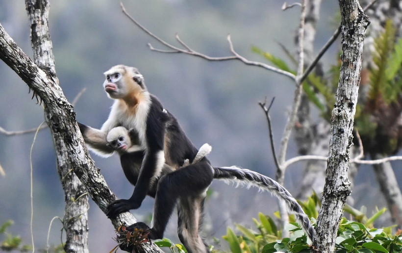 Hình ảnh Voọc mũi hếch ở rừng Khau Ca, tỉnh Tuyên Quang. (Ảnh: FFI)