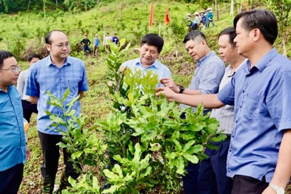Đồng chí Lê Thành Đô (người thứ tư từ phải sang), Chủ tịch Ủy ban nhân dân tỉnh Điện Biên, thăm mô hình trồng xen cây cà-phê với mắc-ca của người dân xã Quài Nưa, huyện Tuần Giáo. (Ảnh: HÙNG TRÁNG)