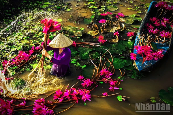 Mùa hoa súng nở rộ.