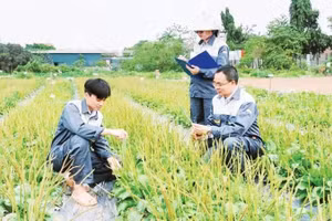 Cán bộ Trung tâm Gen và giống dược liệu quốc gia (Viện Dược liệu) nghiên cứu dược liệu trên thực địa.