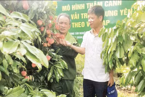 Vườn vải trứng thâm canh theo hướng VietGAP của gia đình ông Lê Ngọc Thương ở xã Đoàn Đào (Hưng Yên) mang lại hiệu quả kinh tế cao. (Ảnh: NGUYÊN PHÚC)