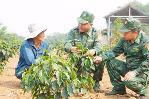 Không chỉ thực hiện tốt nhiệm vụ bảo vệ biên giới, thời gian qua, cán bộ, chiến sĩ Bộ đội Biên phòng Điện Biên còn chủ động giúp nhân dân biên giới chuyển đổi cây trồng, phát triển kinh tế gia đình hiệu quả. (Ảnh: ANH DŨNG)