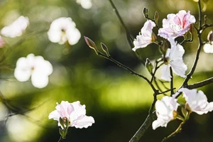 Hoa ban - loài hoa 5 cánh, trắng muốt, mỏng manh - là biểu trưng của núi rừng Điện Biên, Tây Bắc... 