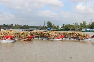 Dừa trái được chở về các cơ sở chế biến dừa tại xã Nhị Long, tỉnh Vĩnh Long. (Ảnh: MINH KHỞI)