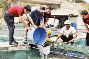 Ông Trần Văn Lẹ (áo trắng) ở xã Đề Gi, tỉnh Gia Lai phục hồi sản xuất nhờ nguồn vốn ngân hàng. (Ảnh: HỒNG ANH)
