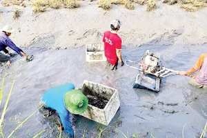 Nông dân Ấp 6 La Cua (xã Biển Bạch, tỉnh Cà Mau) thu hoạch tôm càng xanh được nuôi xen canh trên cánh đồng lúa-tôm hữu cơ.