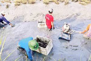 Nông dân Ấp 6 La Cua (xã Biển Bạch, tỉnh Cà Mau) thu hoạch tôm càng xanh được nuôi xen canh trên cánh đồng lúa-tôm hữu cơ.