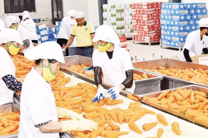 Sơ chế, đóng gói cà-rốt xuất khẩu ở Hợp tác xã Đức Chính, xã Tuệ Tĩnh, Hải Phòng. (Ảnh: KHÁNH AN)