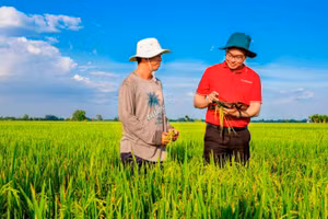 Agribank đẩy mạnh cho vay liên kết sản xuất, chế biến và tiêu thụ sản phẩm lúa gạo chất lượng cao và phát thải thấp vùng Đồng bằng sông Cửu Long. (Ảnh: HƯƠNG ANH)