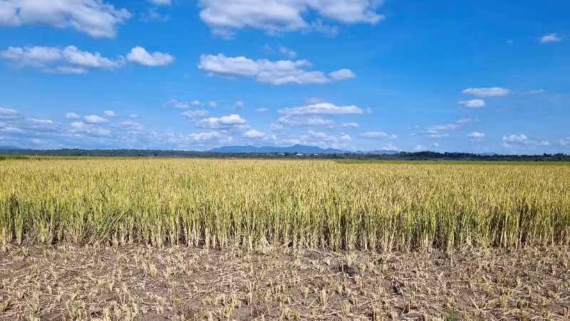 Ảnh hưởng bởi hạn hán khiến nhiều diện tích lúa ở huyện Đak Đoa (Gia Lai) bị thiệt hại.