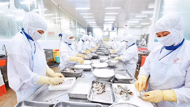Chế biến thủy sản xuất khẩu ở Công ty cổ phần Thủy sản Cafatex (Hậu Giang). (Ảnh: TRẦN QUỐC)