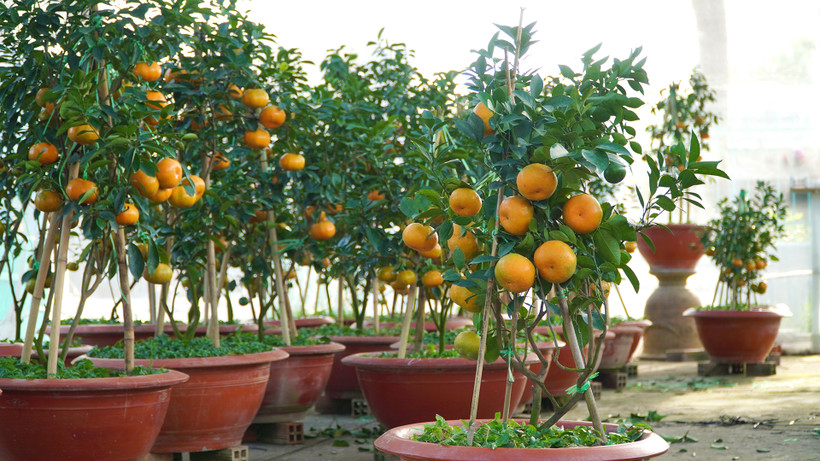 Đồng Tháp: Những chậu quýt hồng khoe sắc chào xuân