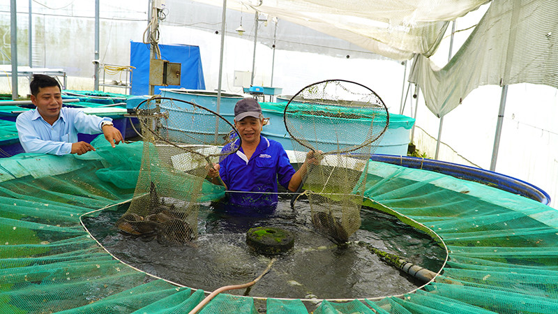 Mô hình trồng rau thủy canh kết hợp nuôi cá hữu cơ tại Công ty TNHH Nông sản Đồng Tháp AQUA. (Ảnh: HỮU NGHĨA)