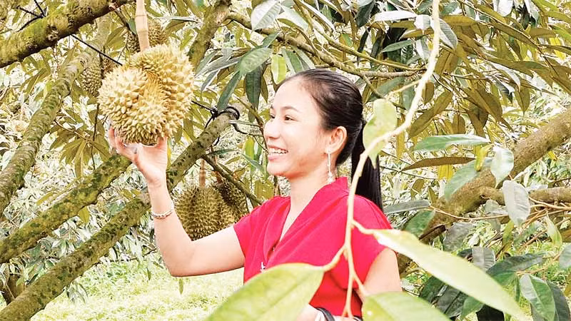  Chăm sóc sầu riêng tại tỉnh Đồng Nai. (Ảnh M.S)