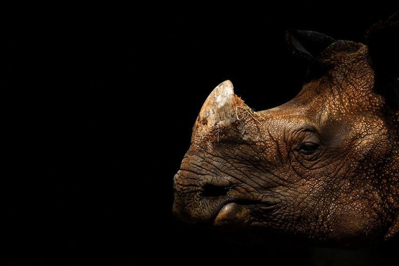 Một con tê giác Ấn Độ trong đợt nắng nóng thứ hai trong năm tại một sở thú ở Madrid, Tây Ban Nha, ngày 13/7. (Ảnh: REUTERS)